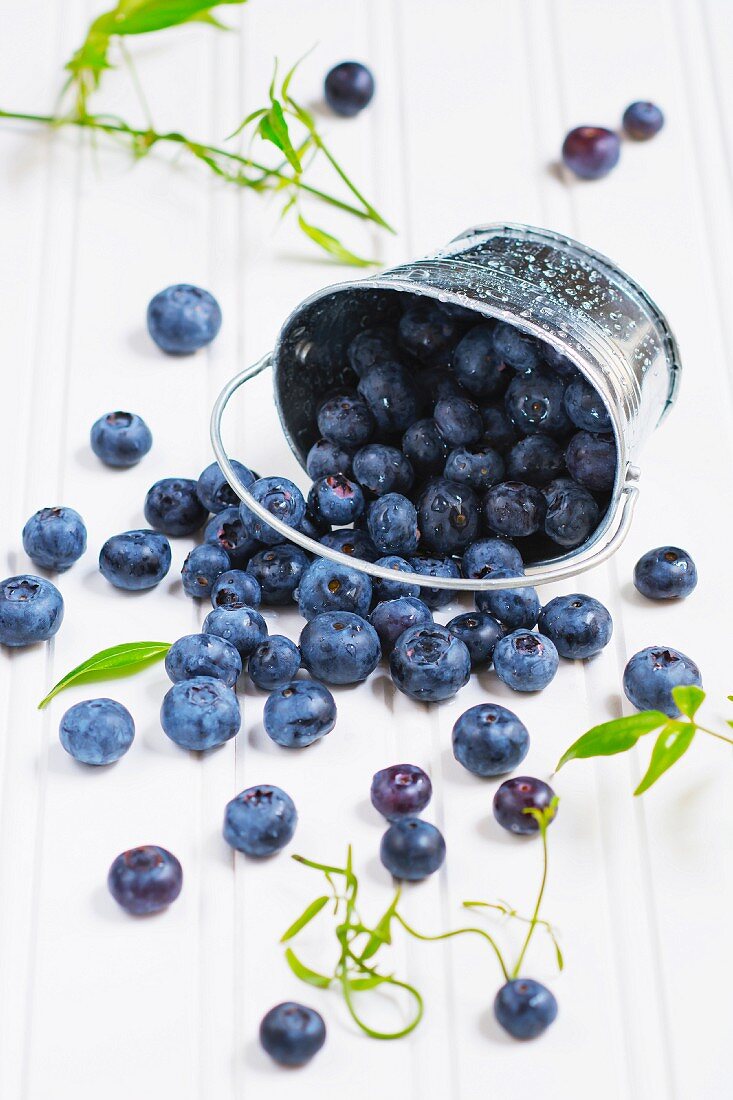 Fresh blueberries falling from a metal bucket