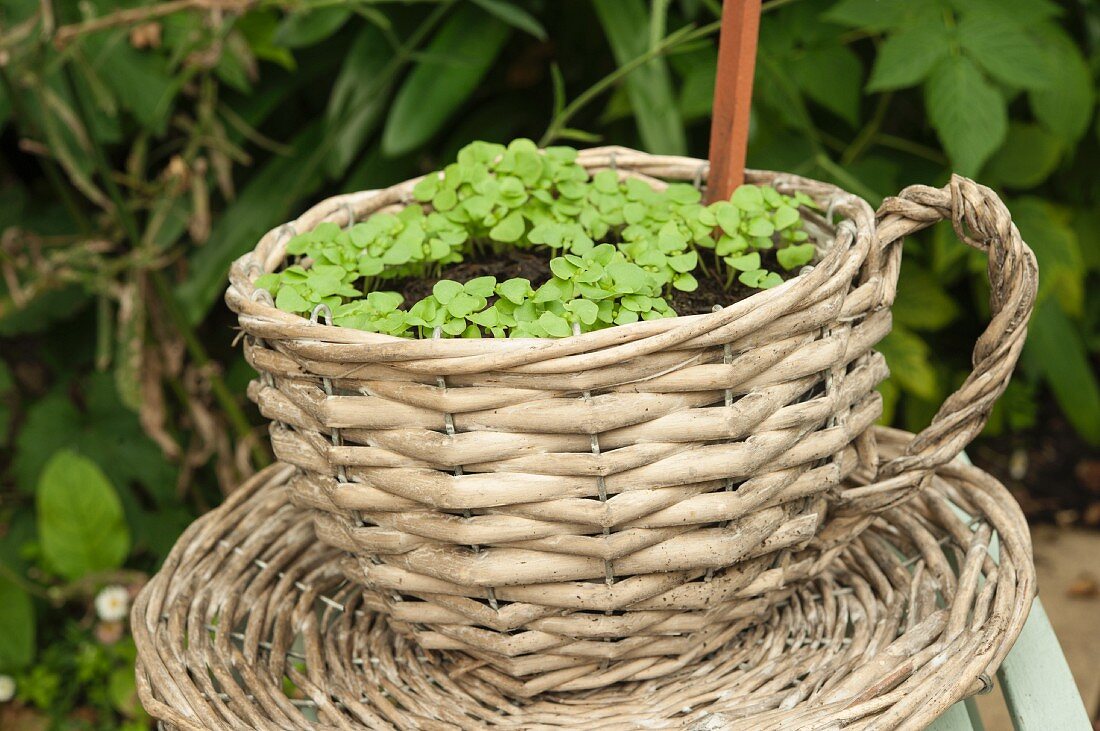 Radish seedlings growing outside in a basket shaped like a teacup