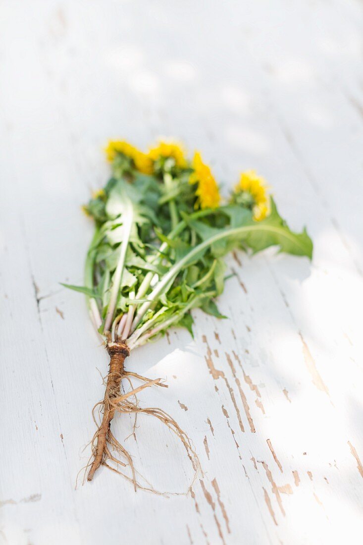 A dandelion plant with flowers and roots
