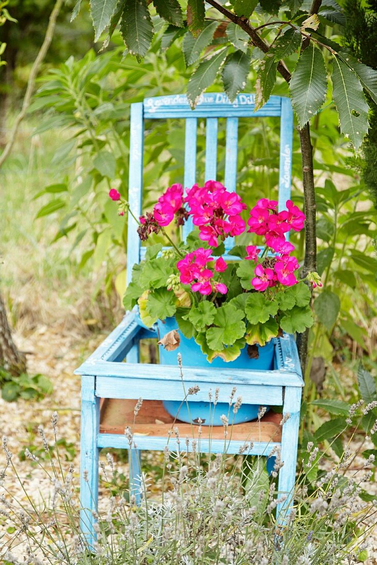 Pink potted geranium on blue wooden chair in garden