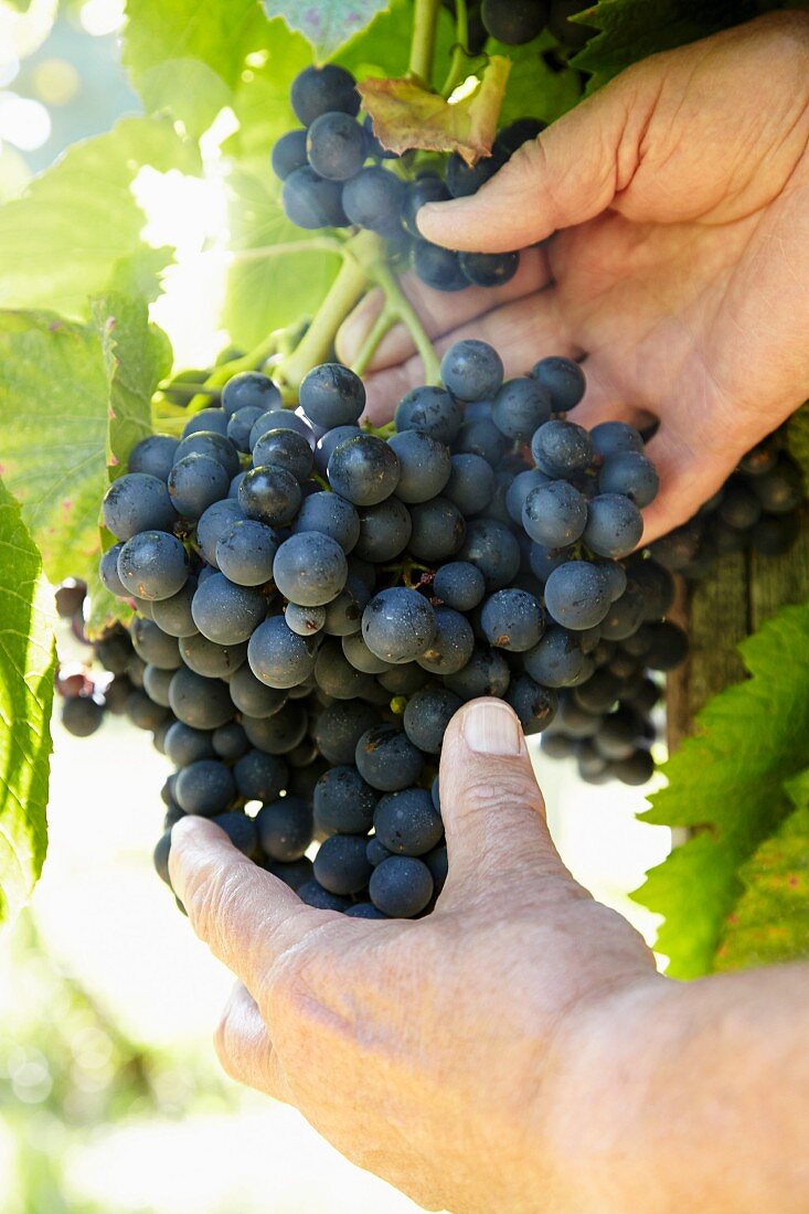 Blue grapes on a vine