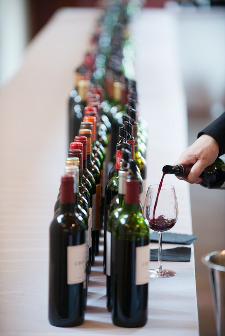 Weinjournalist beim Verkosten der Cru Bourgeois des Jahrgangs 2014 (Bordeaux, Frankreich)