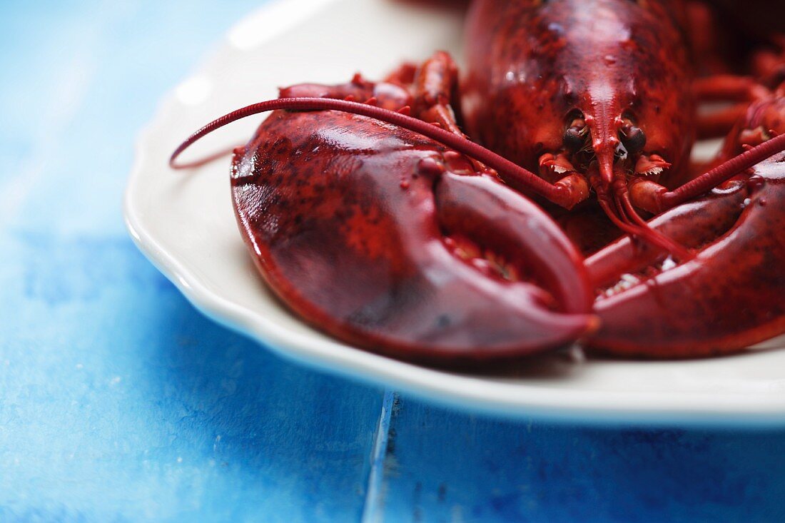 Cooked lobster (close-up)