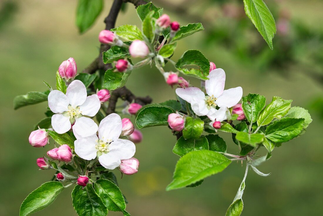 Apfelblüten am Zweig (Nahaufnahme)