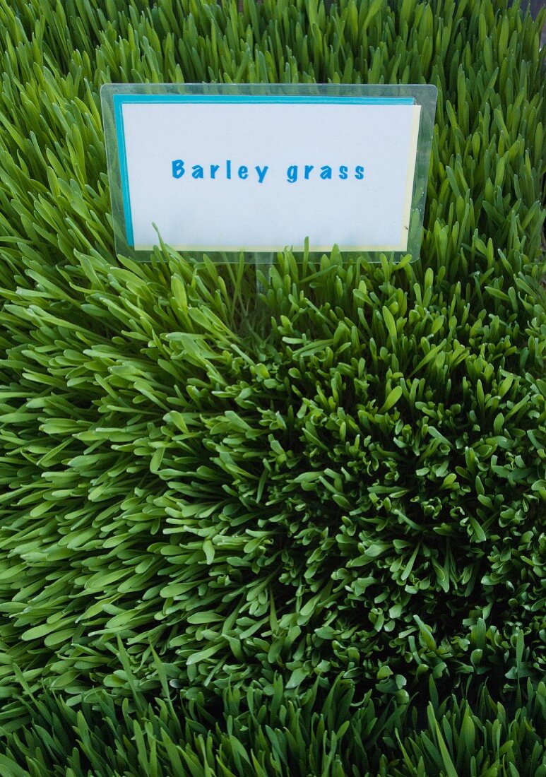 Barley grass with a sign