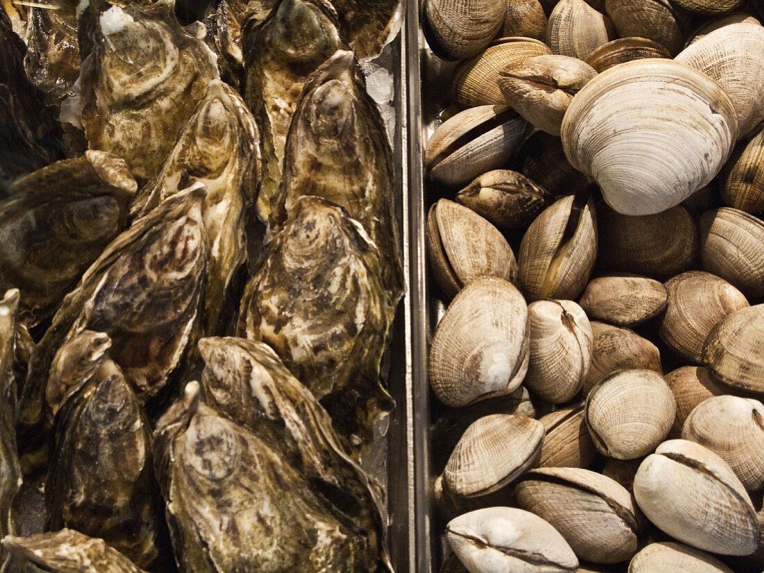 Oysters and clams