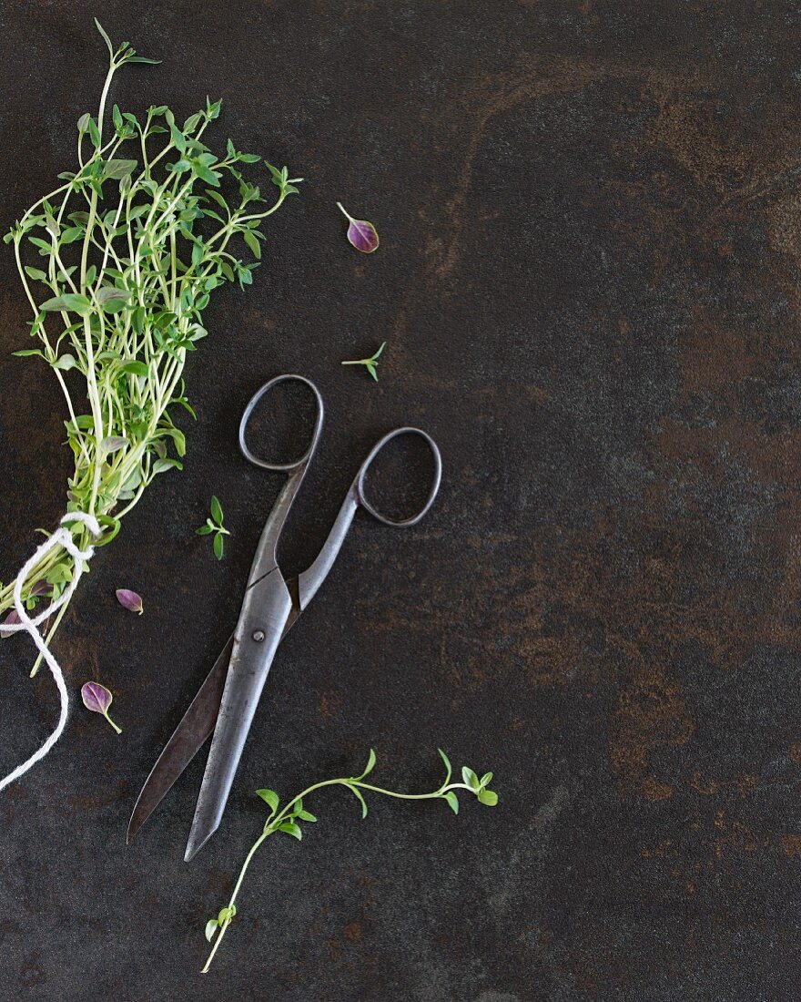 Freshly thyme with an old pair of scissors (seen from above)