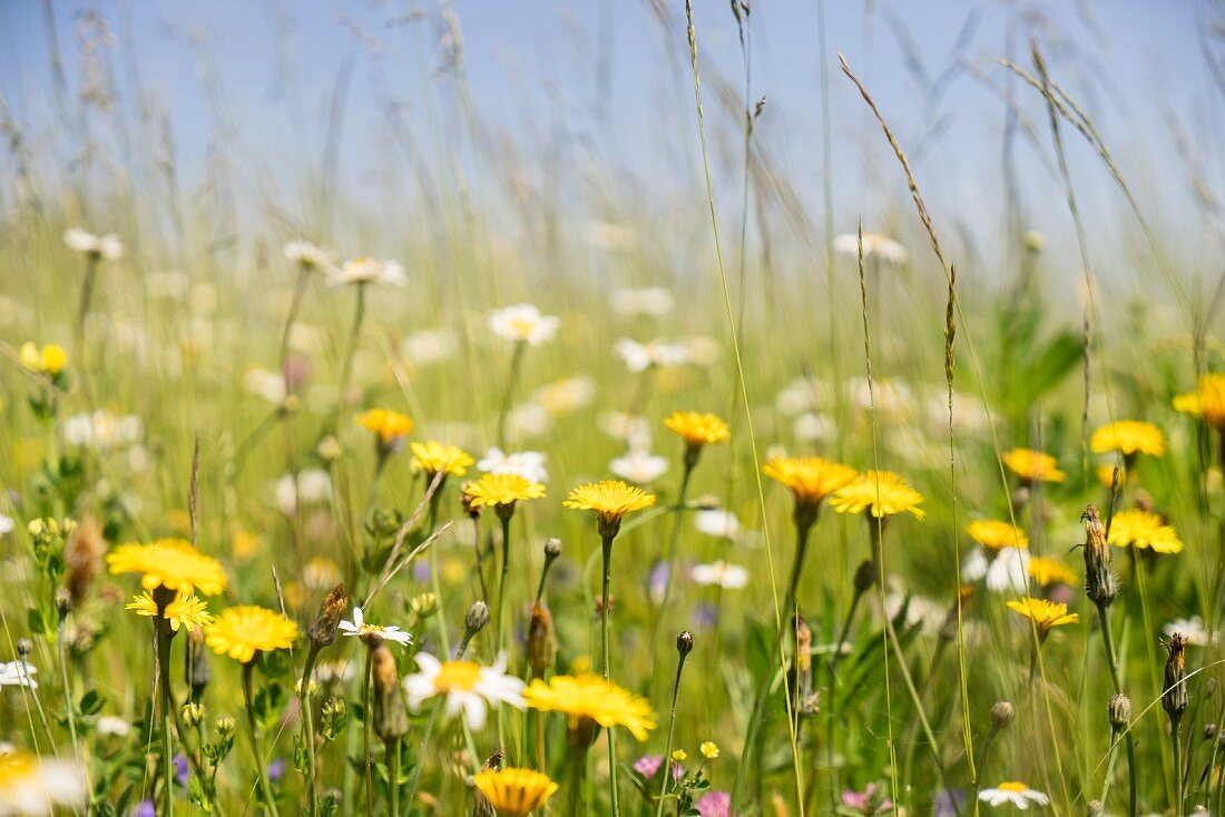 Natur an der Wanderstrecke Werden