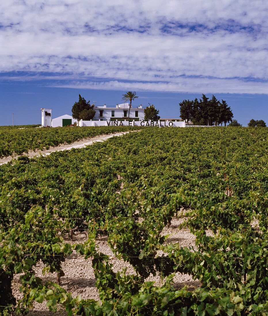 Osborne's Sherry-Weingut El Caballo östlich von Jerez,Spanien