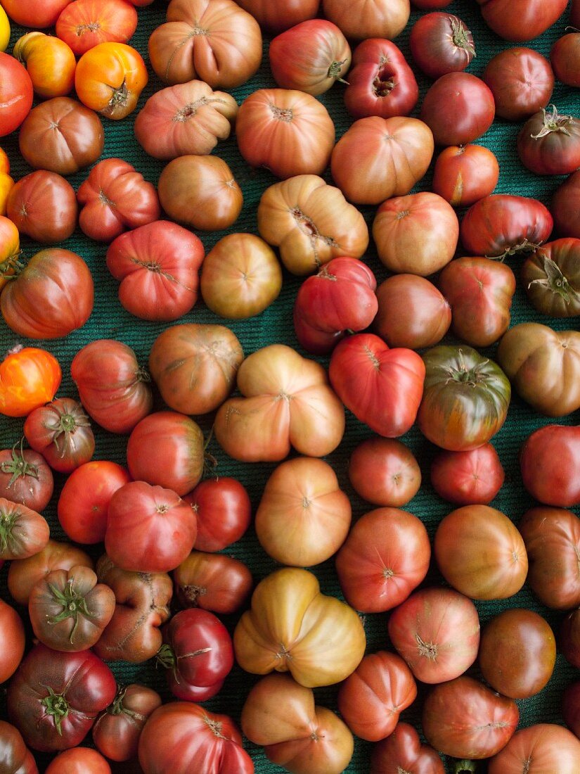 Verschiedene Heirloom Tomaten (Aufsicht)