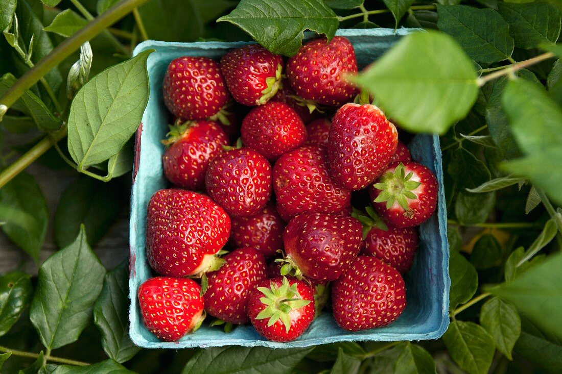 Frisch gepflückte Erdbeeren in Pappschälchen