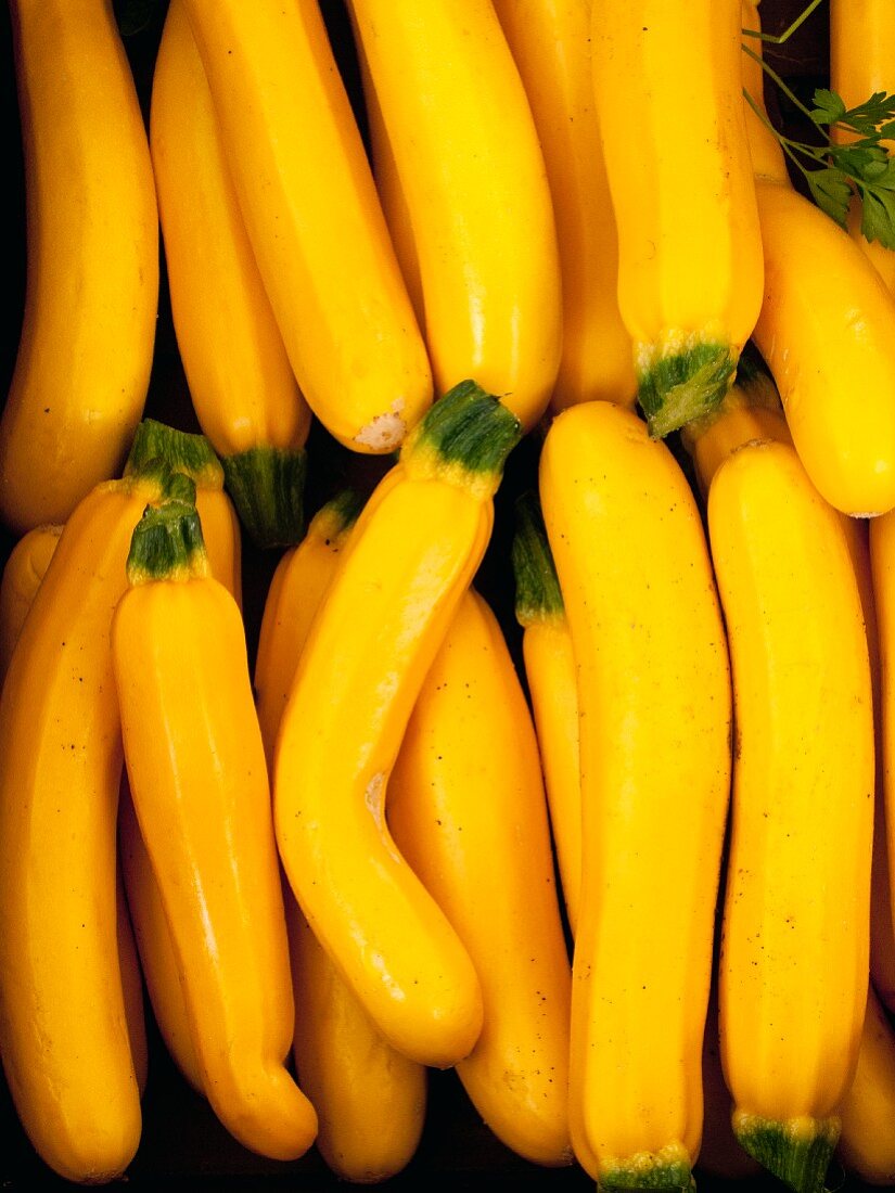 Viele gelbe Zucchini (bildfüllend)