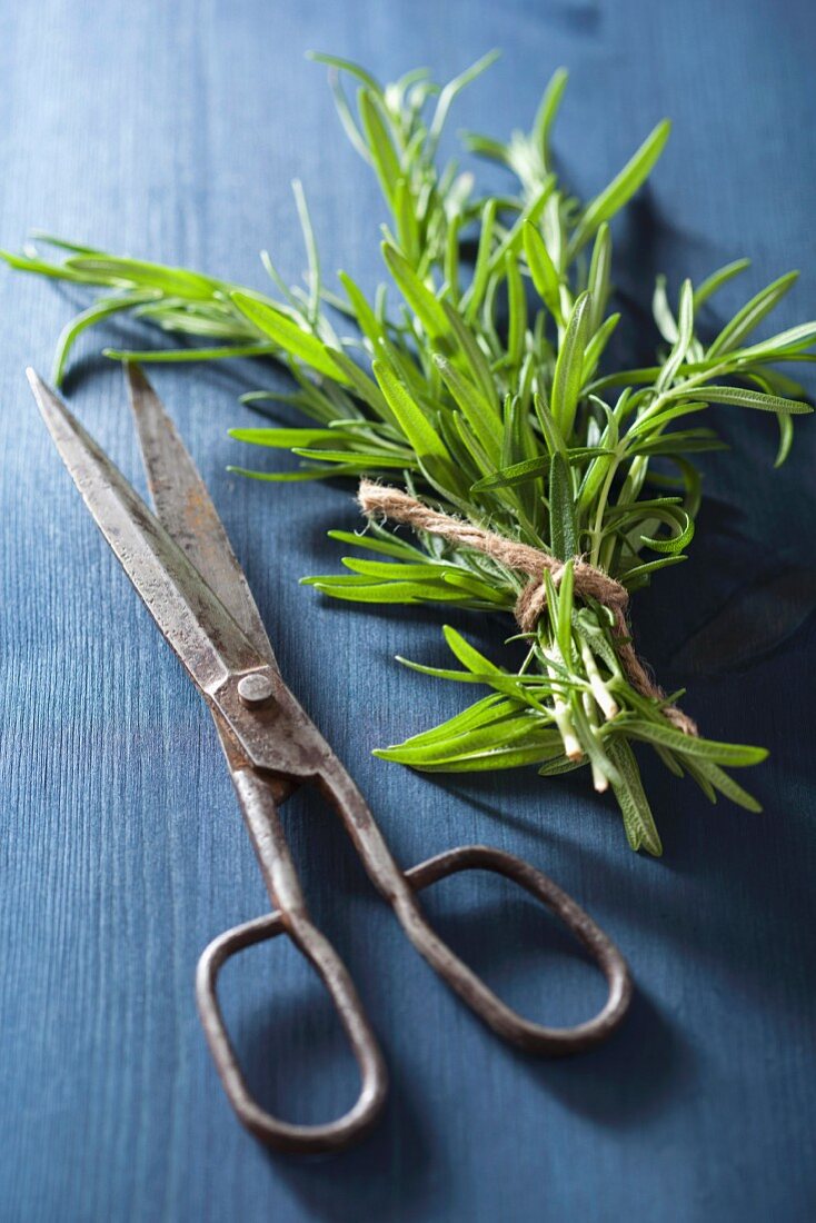 Fresh rosemary with a pair of scissors on a blue wooden surface