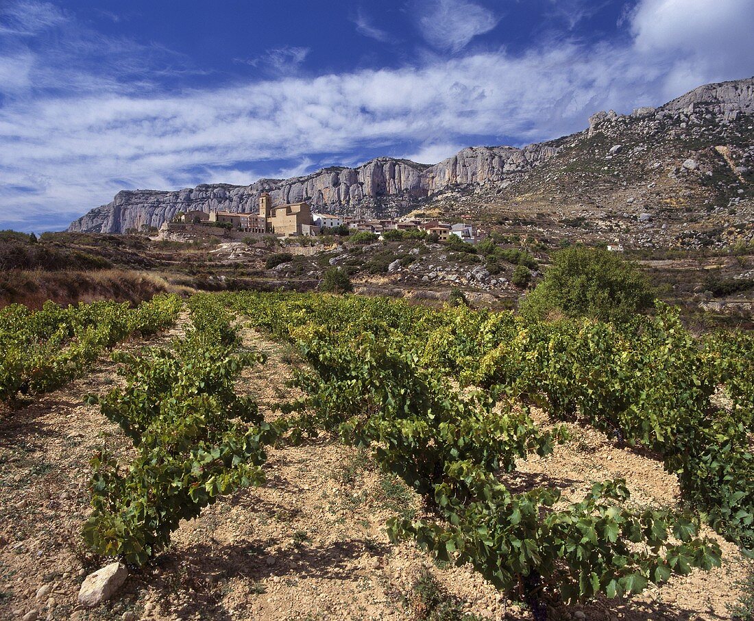 Weinberg bei La Morera nahe der Sierra de Montsant,Katalonien
