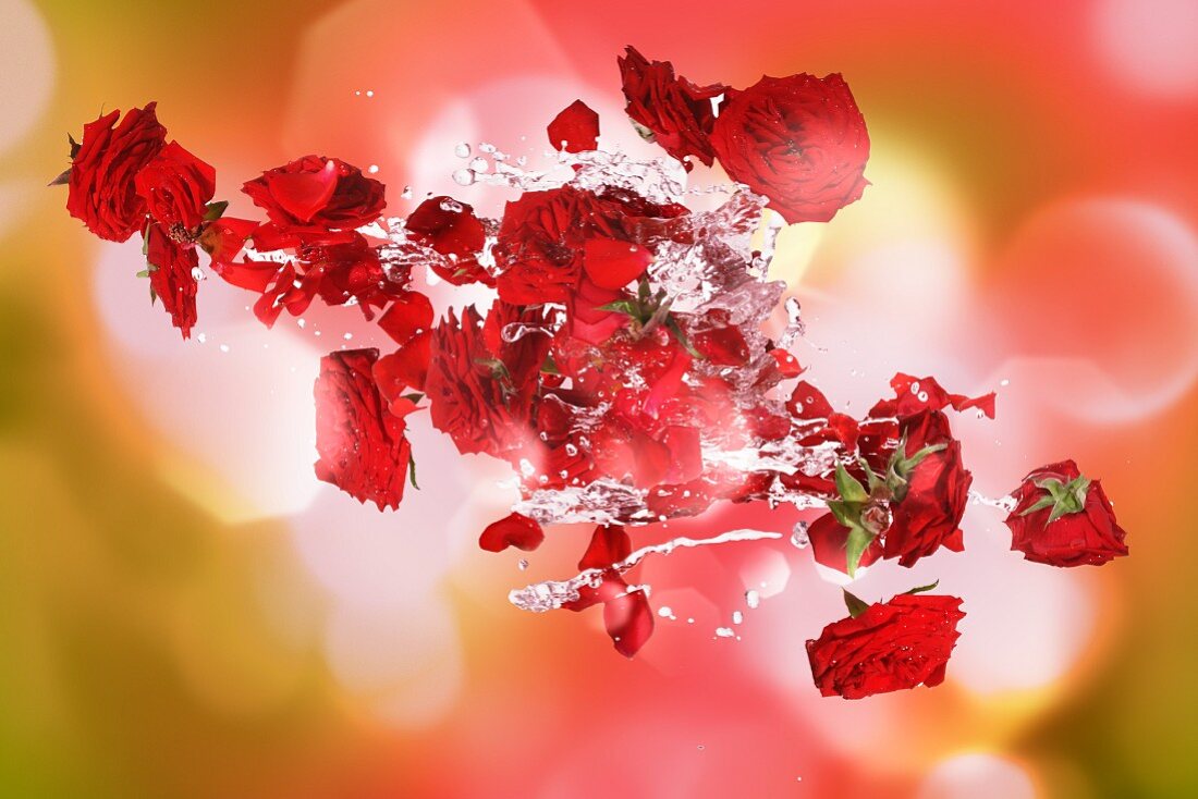 Rote Rosen mit Wassersplash