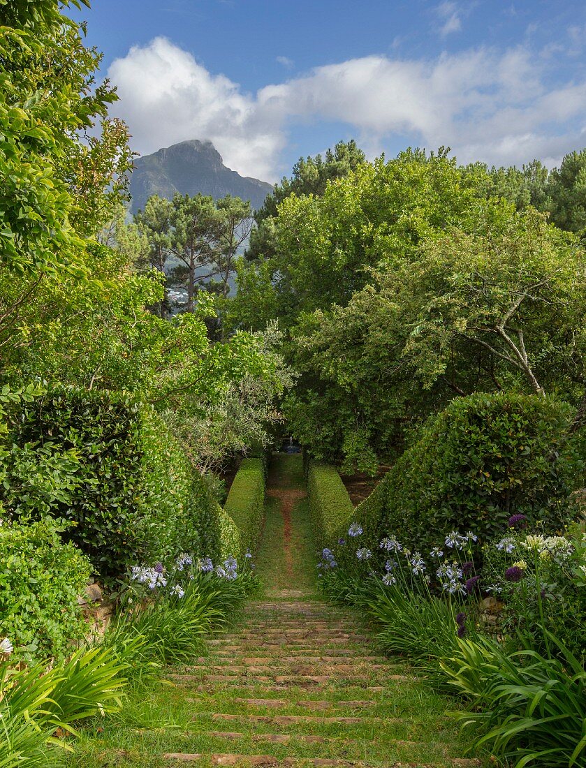 Blick von oben auf steile, von blauen Schmucklilien und Lorbeerhecken gesäumte Geländestufen in Landschaftsgarten