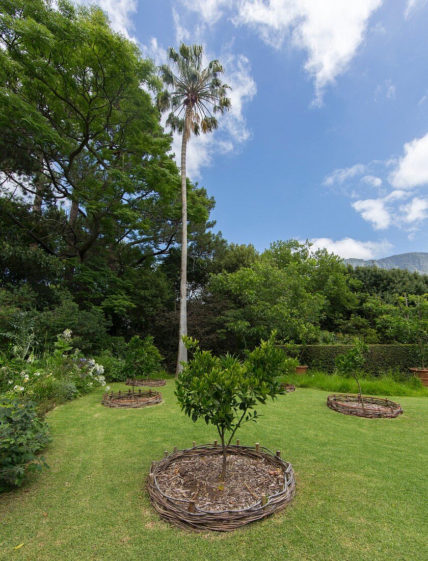 Small trees surrounded by low wicker fences in garden