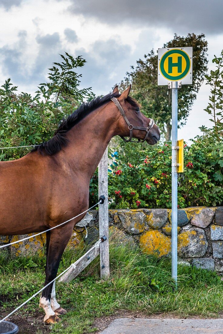 Ein Pferd wartet vergeblich auf den Bus, Föhr