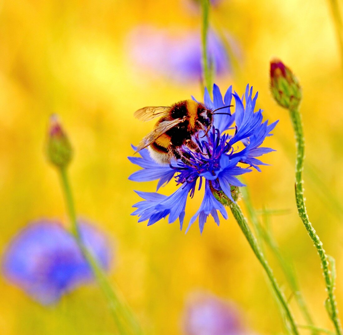 Hummel auf Kornblumenblüte (Nahaufnahme)