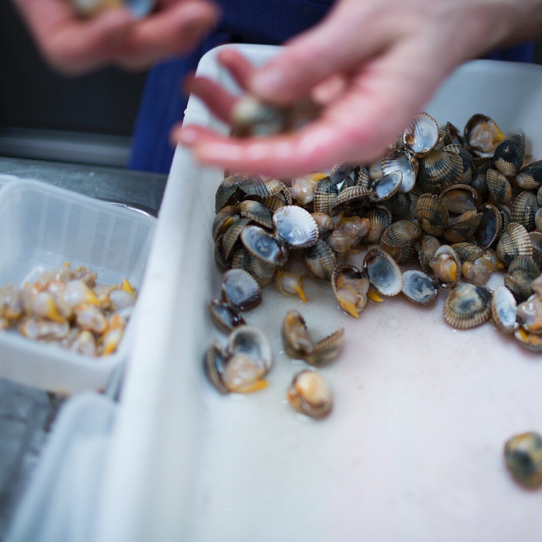 Clams being cleaned, restaurant 'Septime', Paris