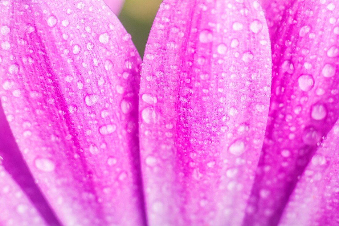 Purple petals of Cape daisy with droplets of water