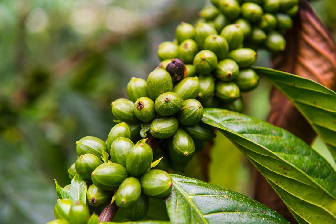 Close up von Kaffeebohnen (Rubiaceae) auf einer Kaffeeplantage im Dschungel von Sao Tome, Atlantik, Afrika
