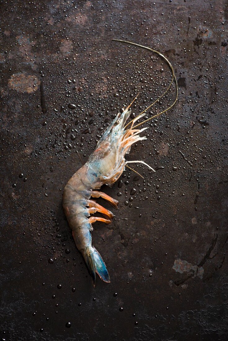 A blue prawn