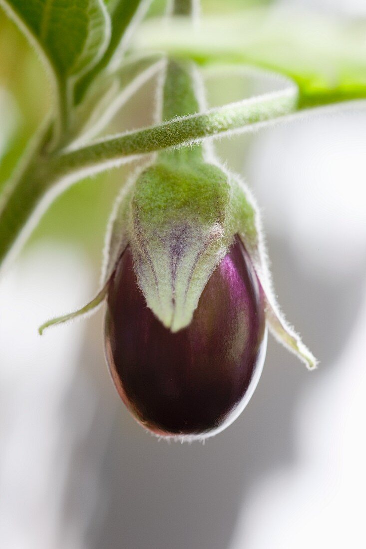 A young aubergine on a plant