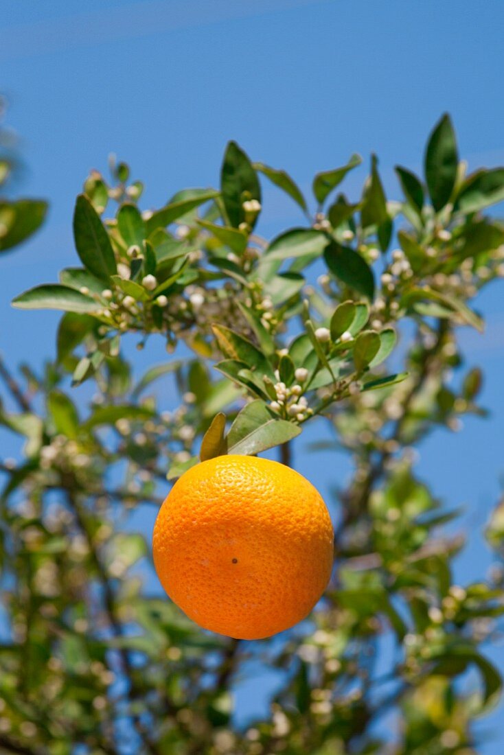 Mandarine am Baum