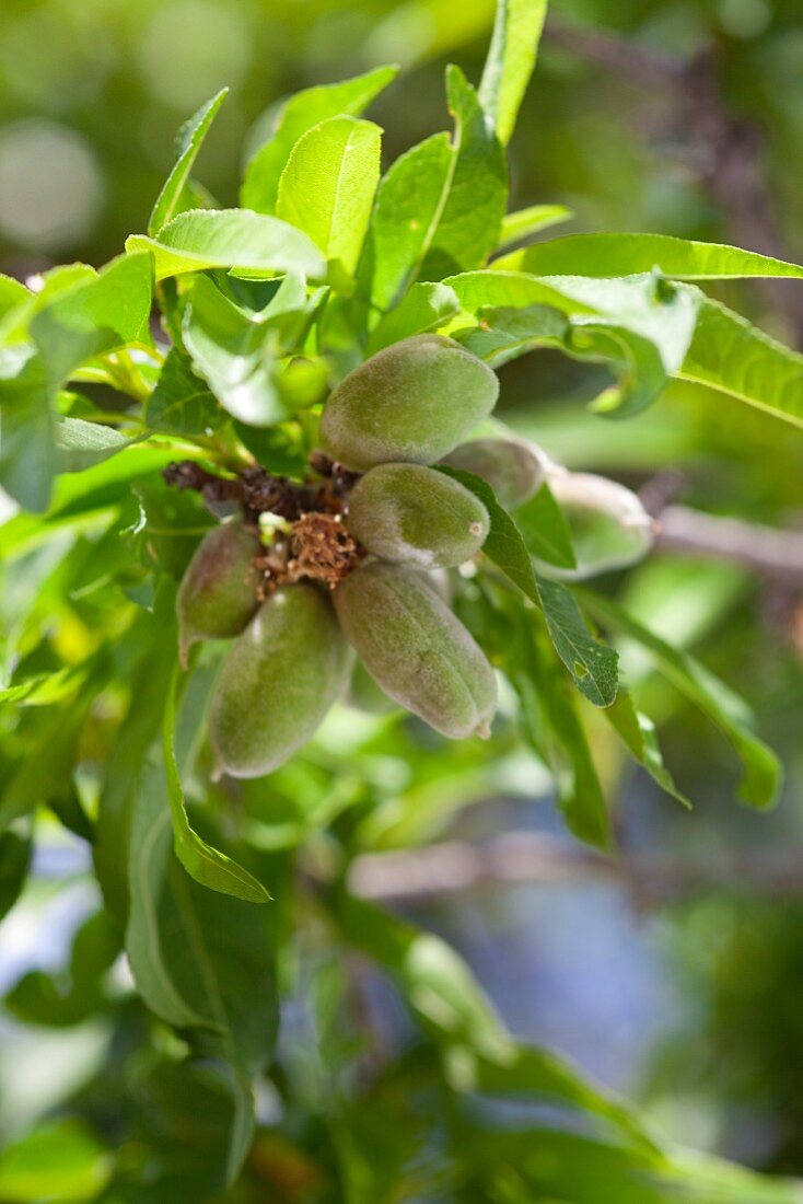 Mandeln am Baum (Close Up)