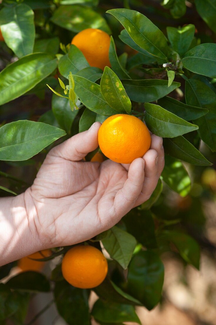 Hand greift nach Orange am Baum