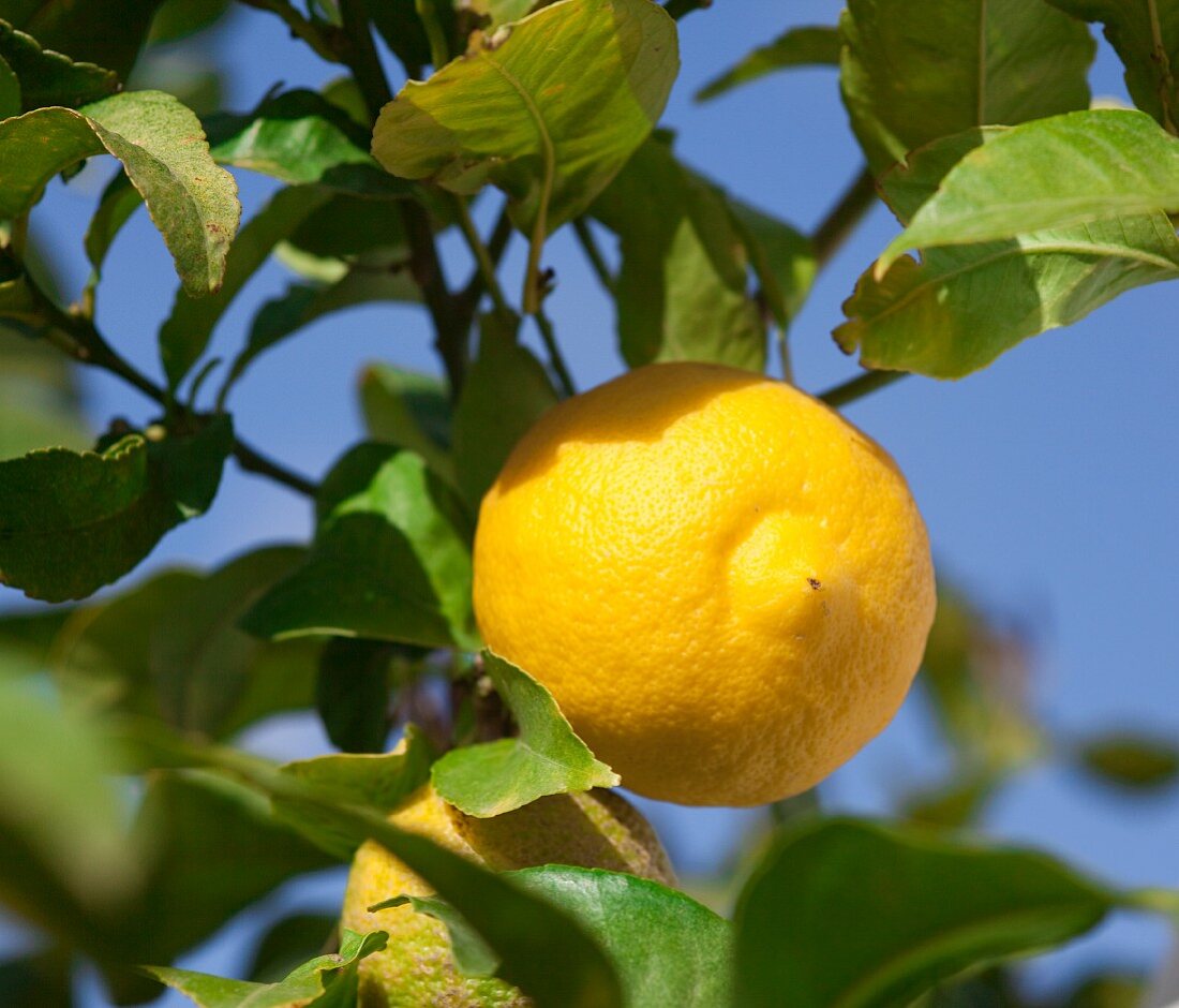 Zitrone am Baum (Close Up)