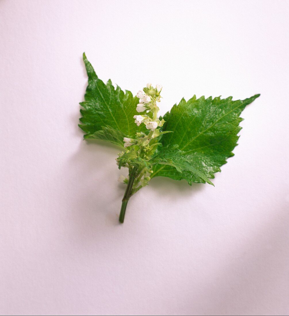 Horehound, two leaves and a flower