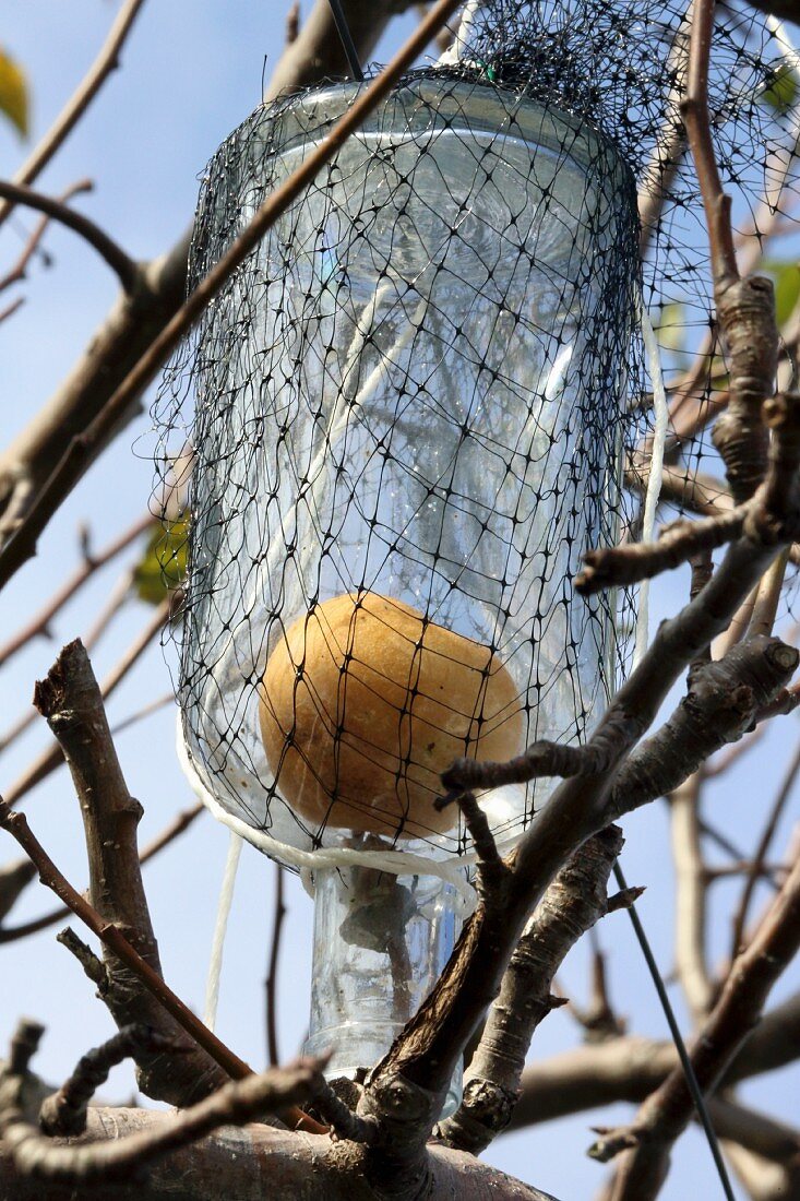 A pear growing in a glass bottle on a tree