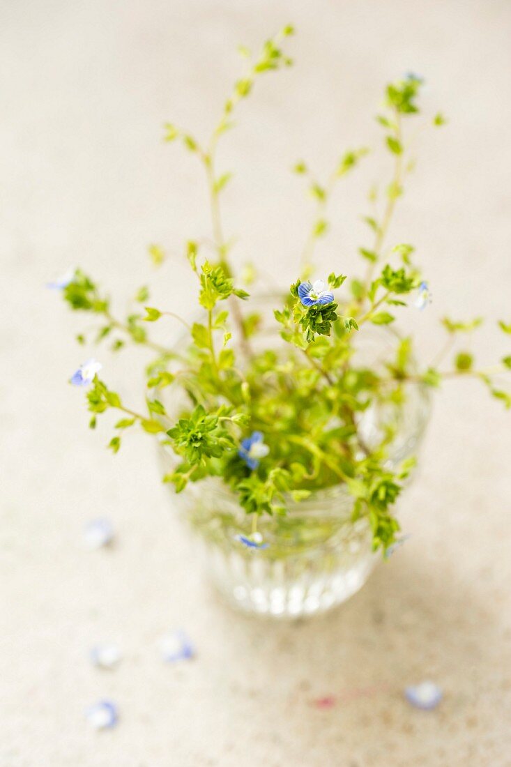 Vase of speedwell