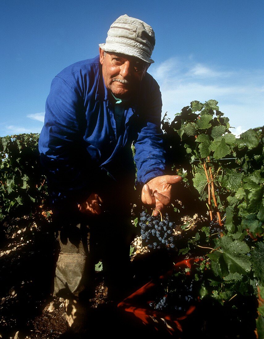 Lesehelfer mit Merlot-Traube,Château Leoville-Barton,Bordeaux