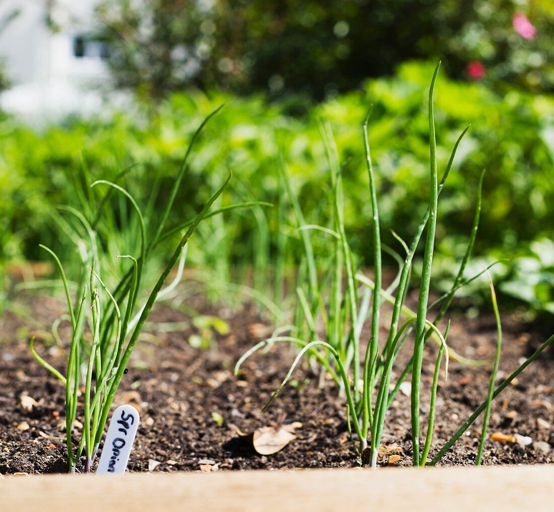 Spring onions in a vegetable patch
