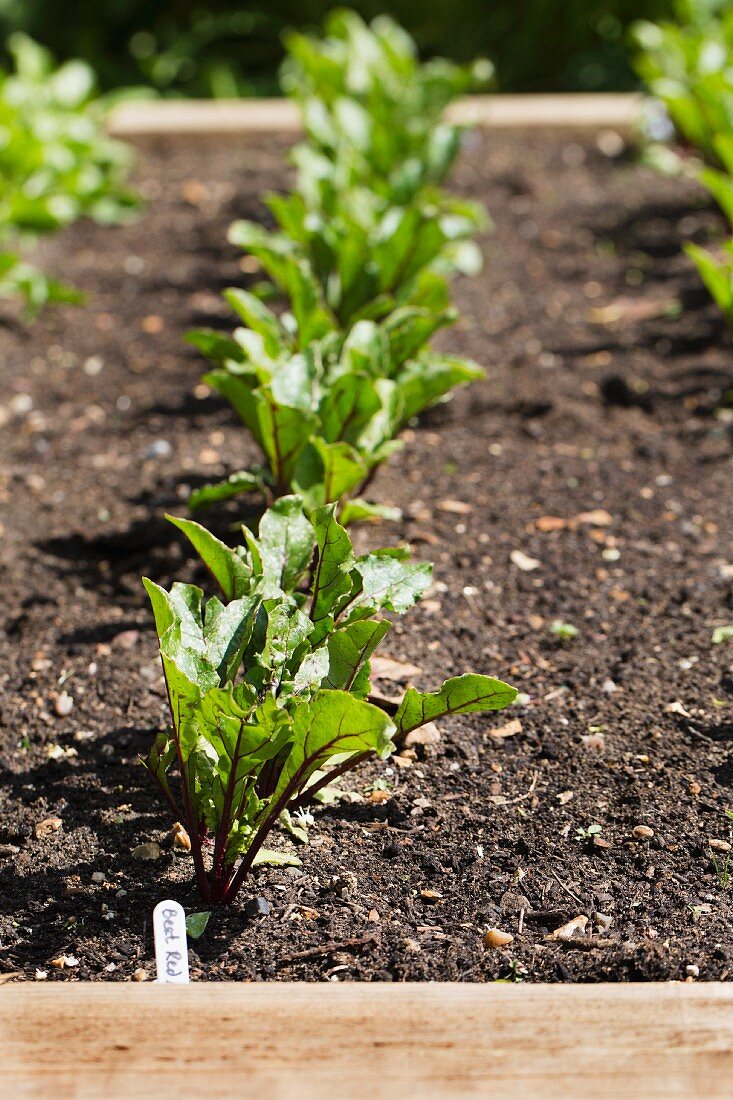 Beetroots in a vegetable patch