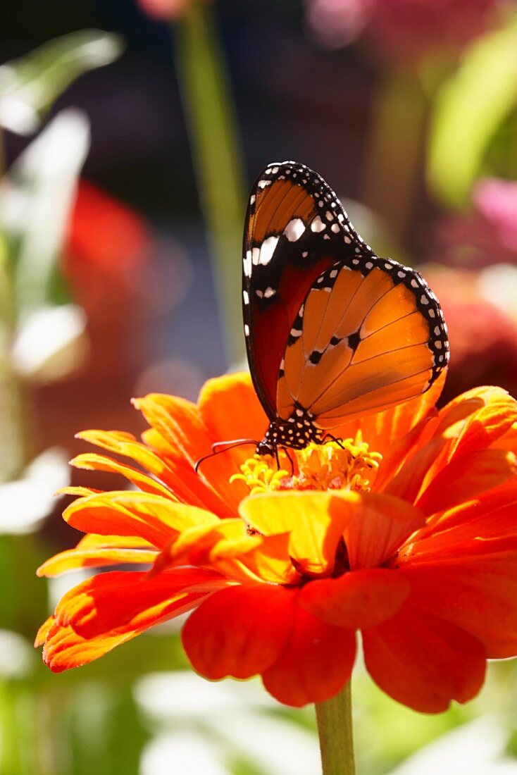 Butterfly on orange zinnia