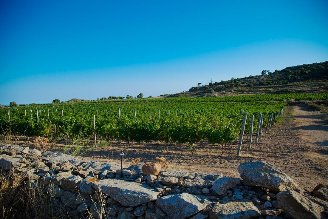 A vineyard behind an old stone wall