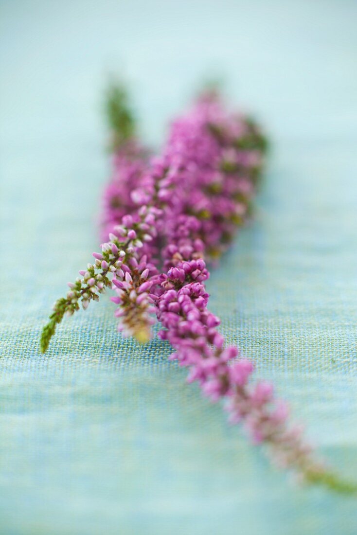 Violette Blüten auf pastellblauer Leinentischdecke