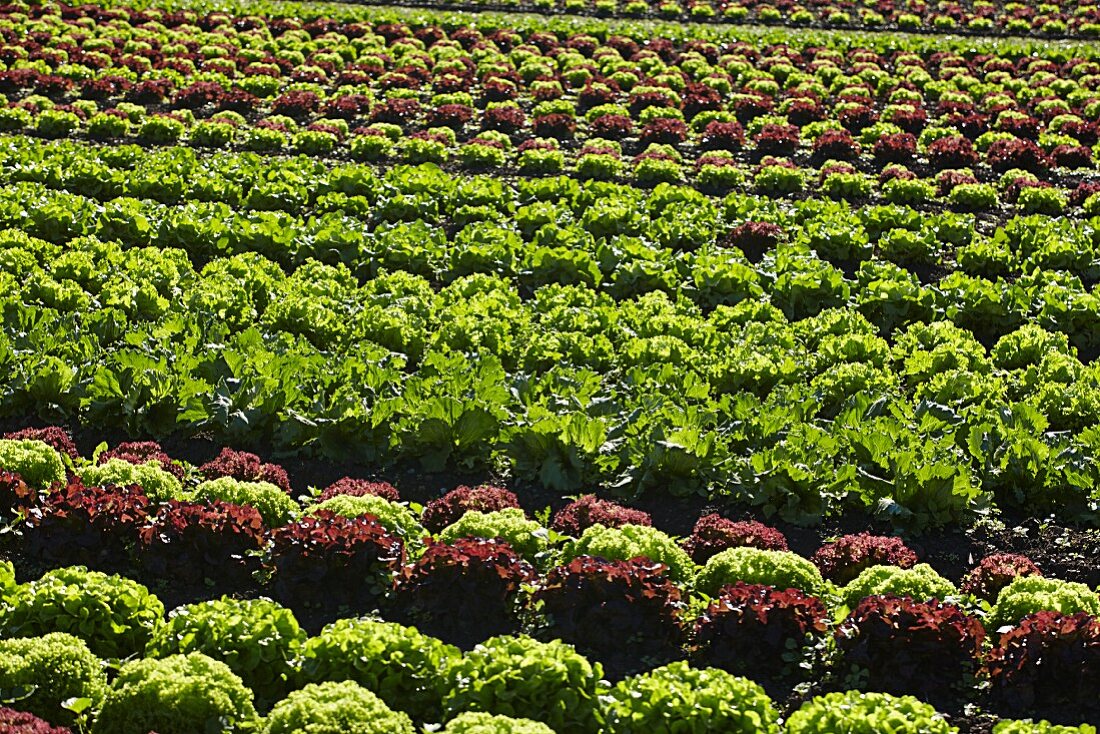 A field of lettuce in the sunshine