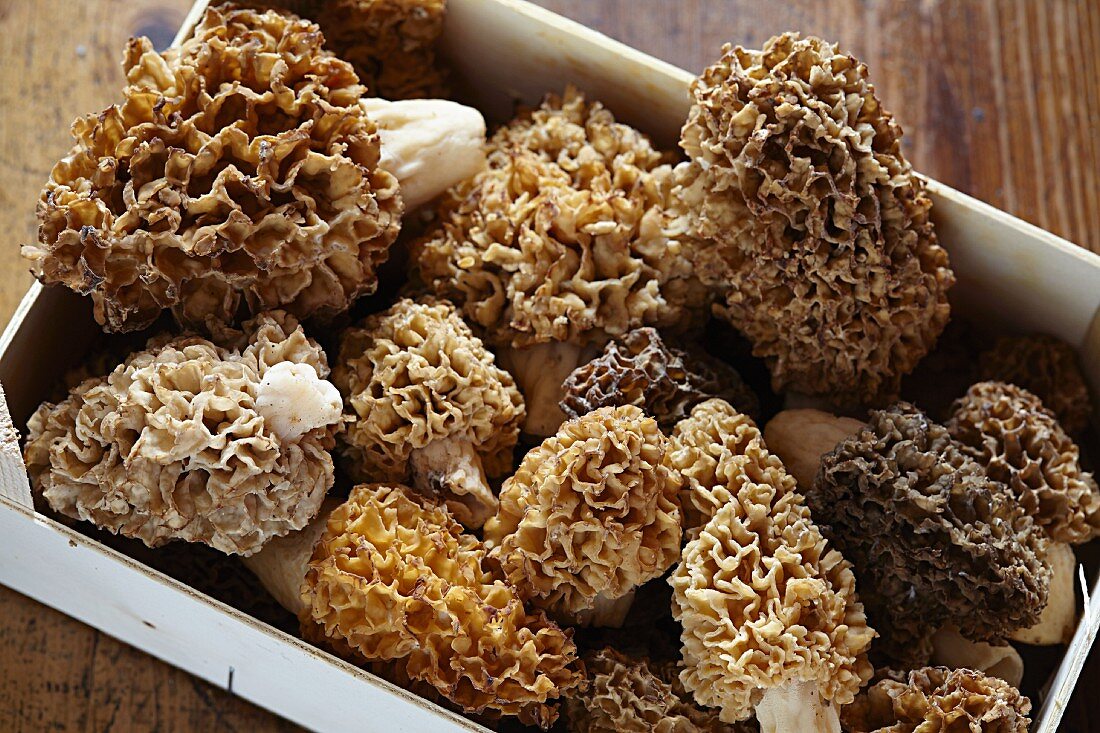 A crate of freshly harvest morel mushrooms