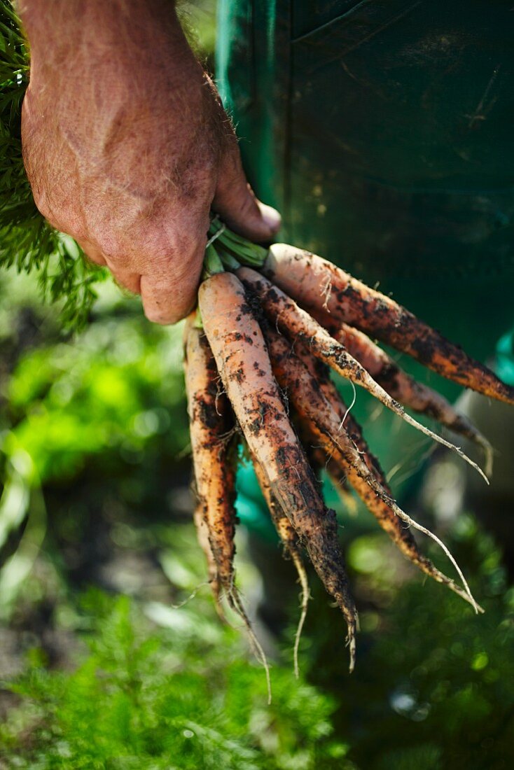 A man holding freshly harvested carrots