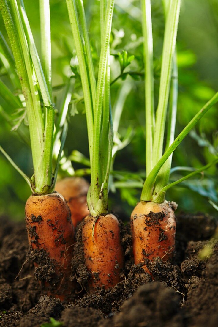 Carrots half out of the soil