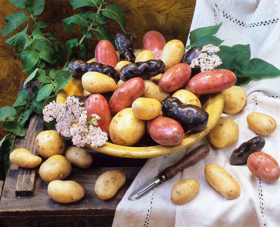 Stillleben mit verschiedenen Kartoffelsorten