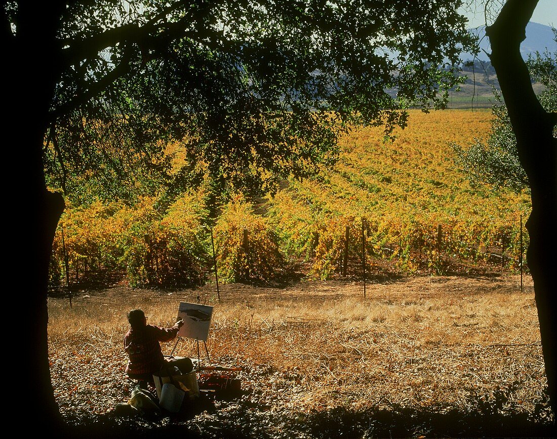 Malerische Herbstfarben im Weingarten von Napa, Kalifornien