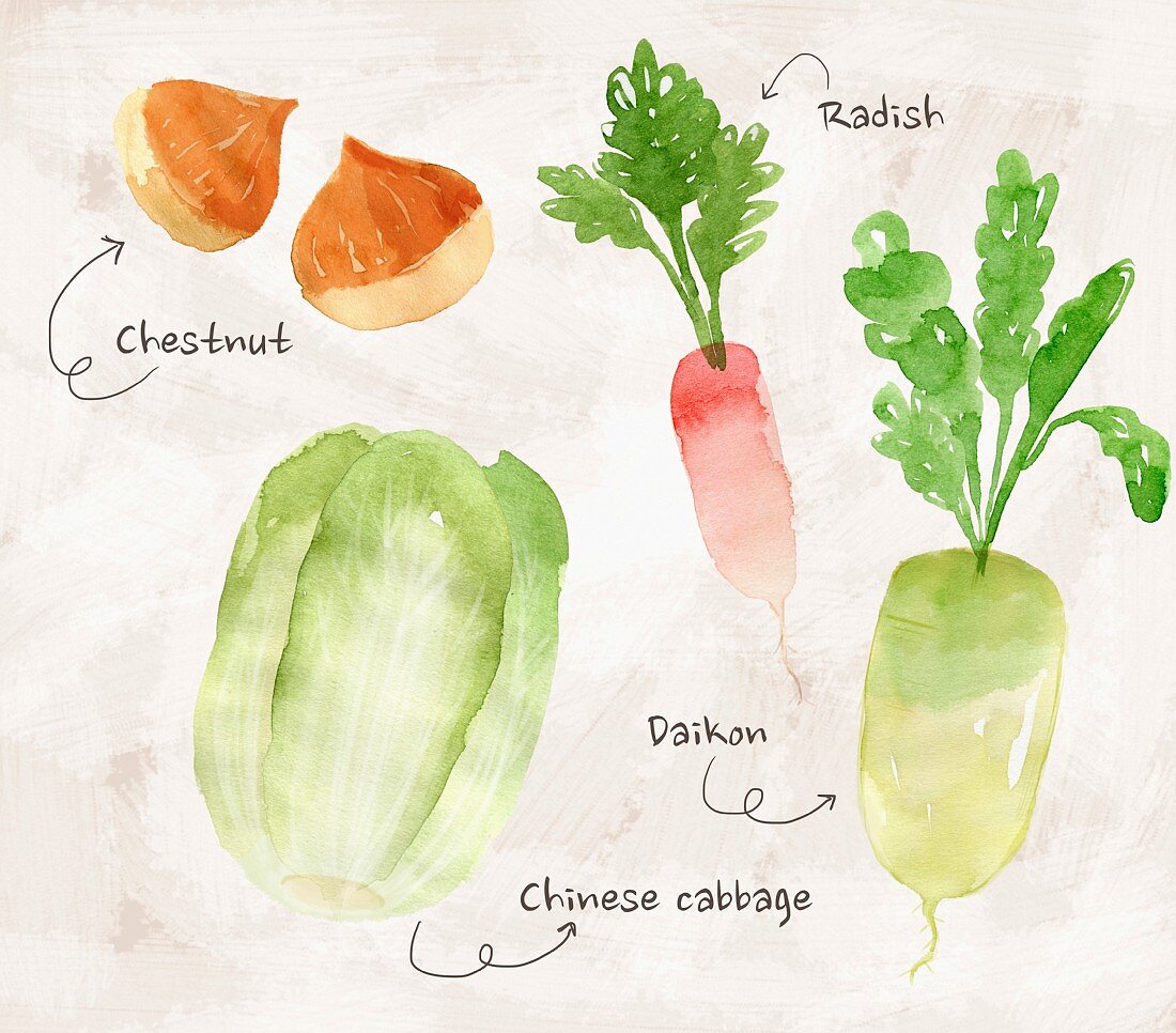 Stillleben mit Esskastanien, Rettich, Daikon-Rettich & Chinakohl (Illustration)