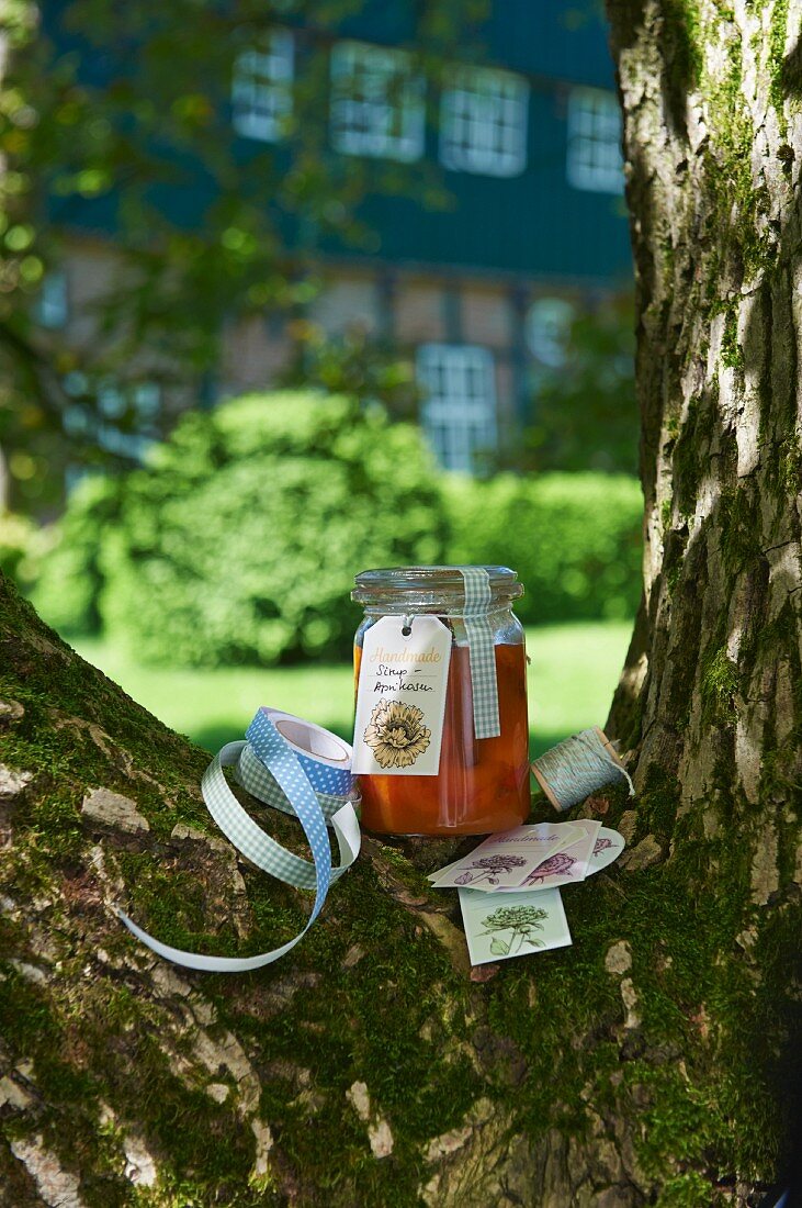 A jar of home-made apricots syrup in the fork of a tree