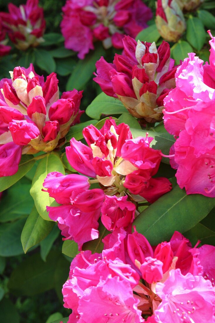 Pink-flowering patio rhododendron from the Himalayas in garden